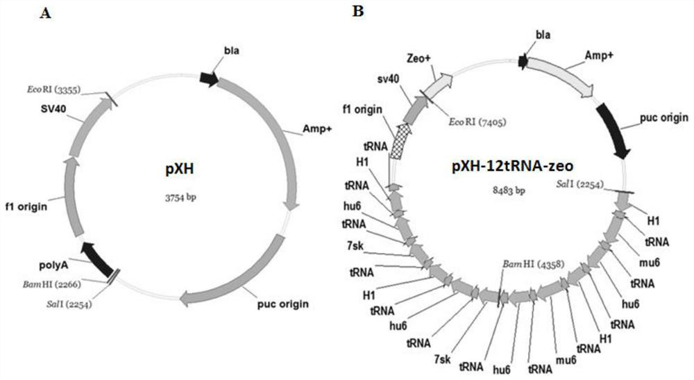 Construction of stable cell line carrying orthogonal tRNA/aminoacyl tRNA synthetases