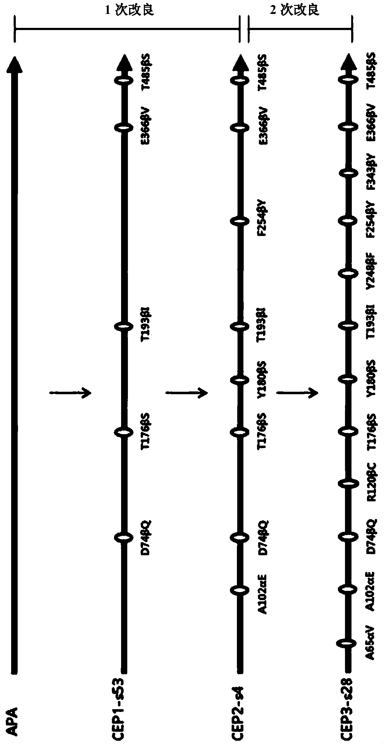 Mutants of penicillin G acylase from Achromobacter sp. CCM 4824 and uses thereof