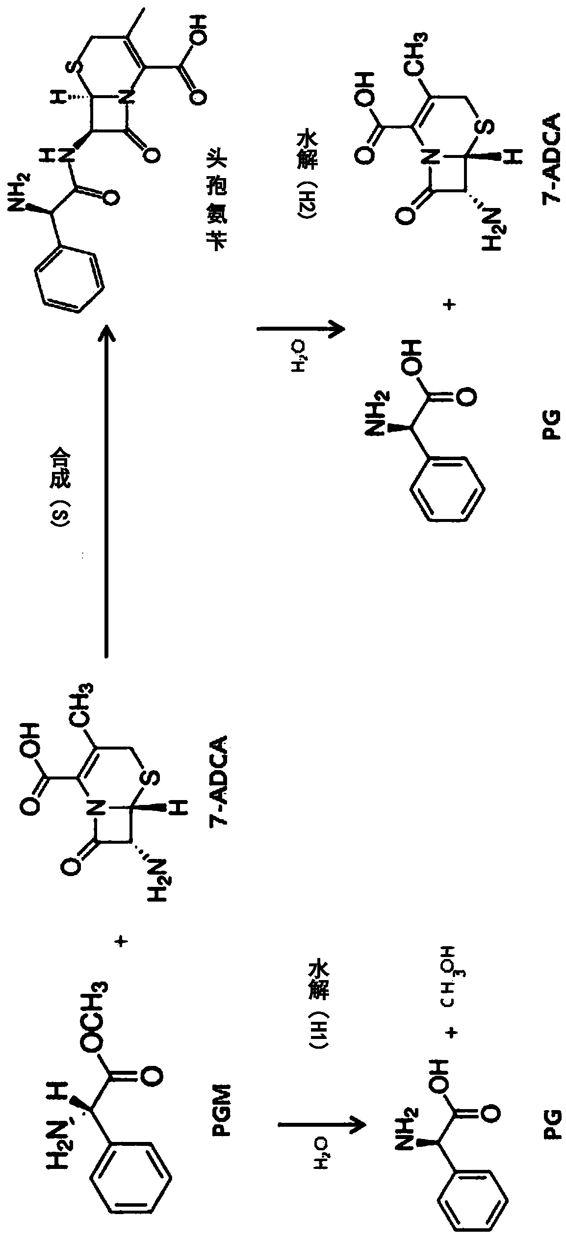 Mutants of penicillin G acylase from Achromobacter sp. CCM 4824 and uses thereof