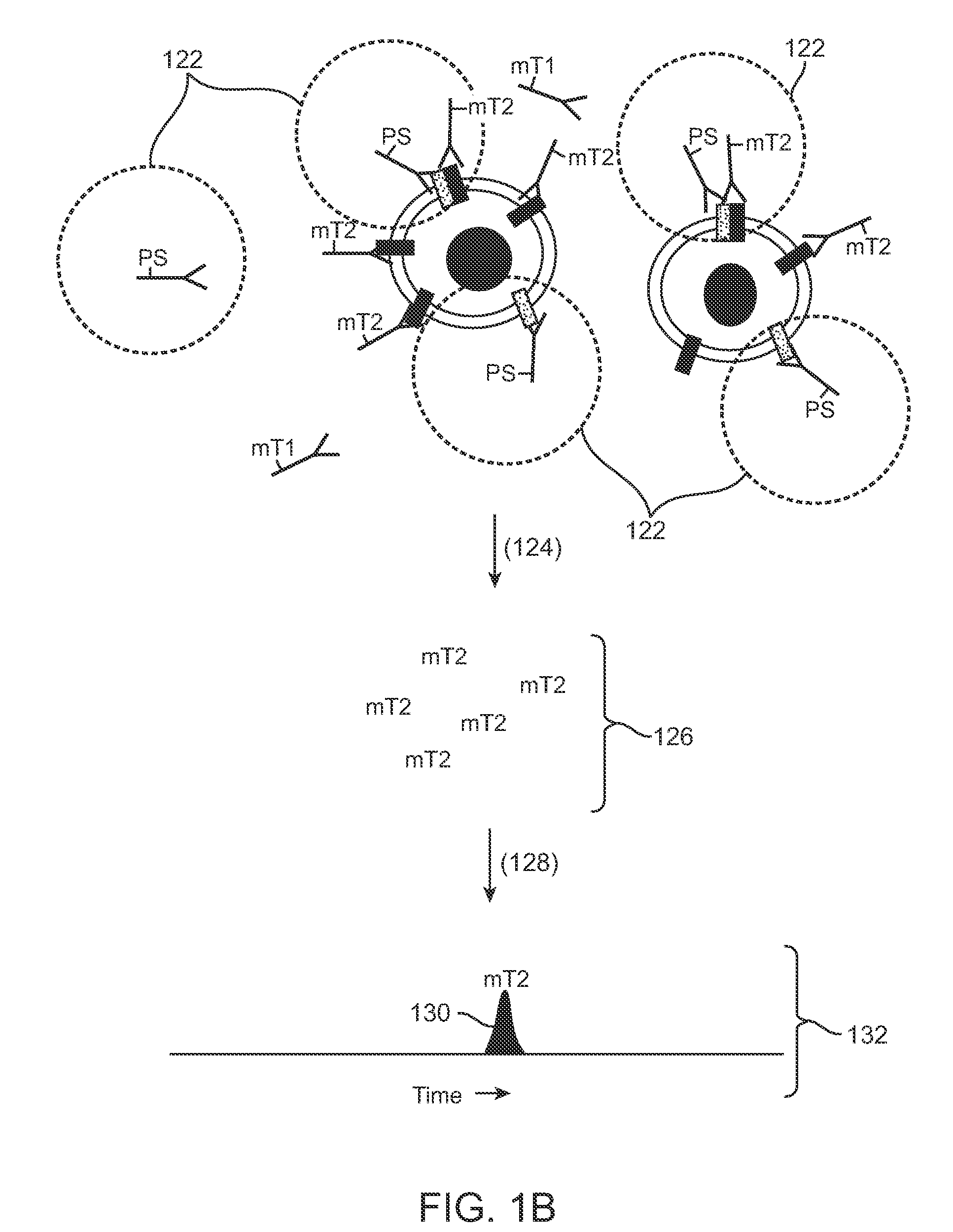 Erbb heterodimers as biomarkers