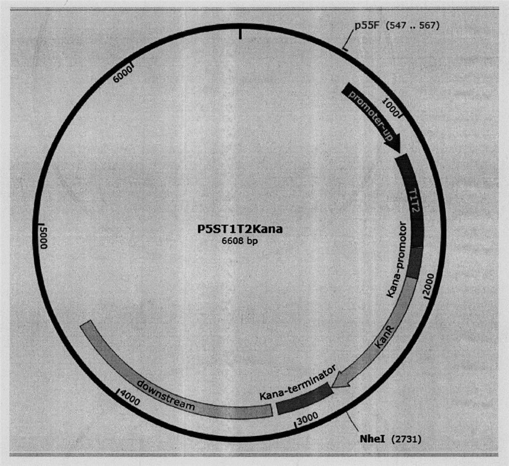 Universal plasmid, construction method of universal plasmid and novel method for expressing exogenous genes by synechocystis