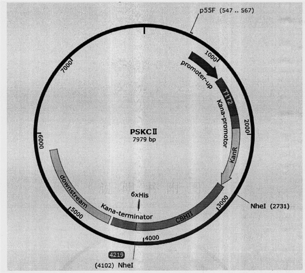 Universal plasmid, construction method of universal plasmid and novel method for expressing exogenous genes by synechocystis