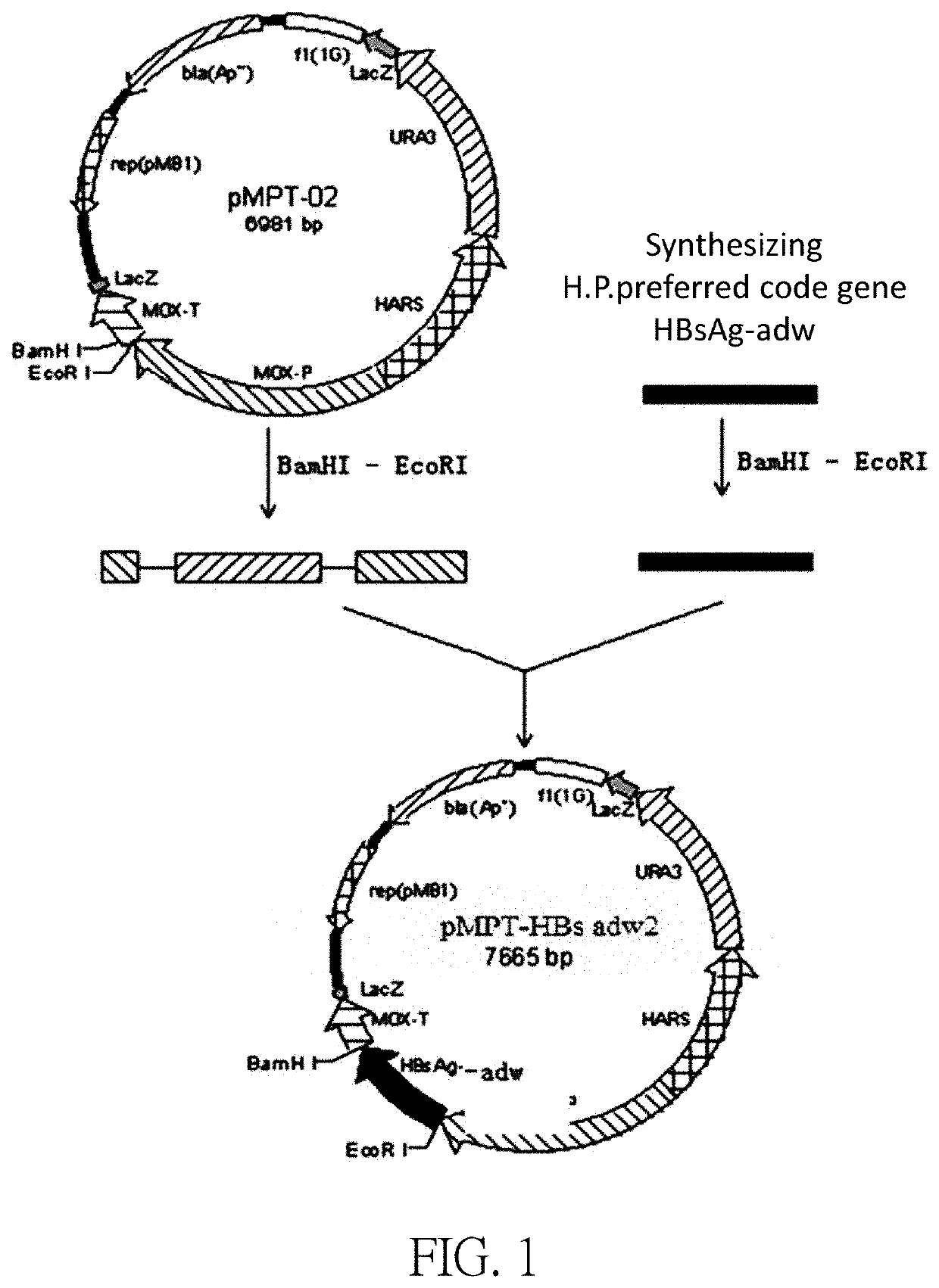 Hepatitis B treatment vaccine on the basis of inactivated, whole recombinant Hansenula polymorpha cells expressing HBsAg