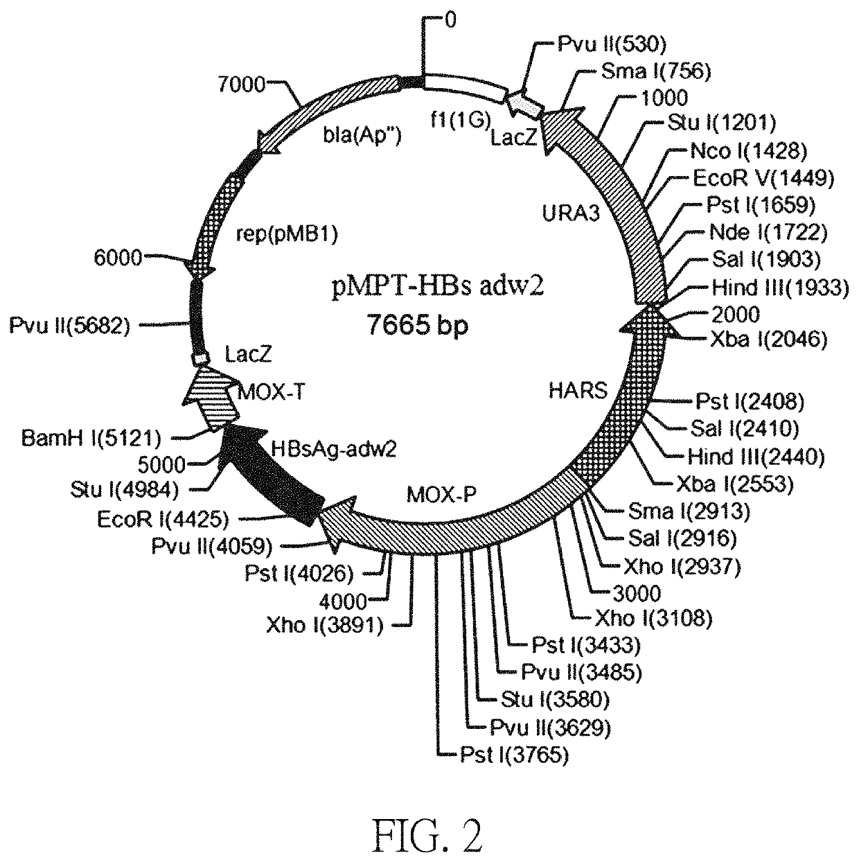 Hepatitis B treatment vaccine on the basis of inactivated, whole recombinant Hansenula polymorpha cells expressing HBsAg