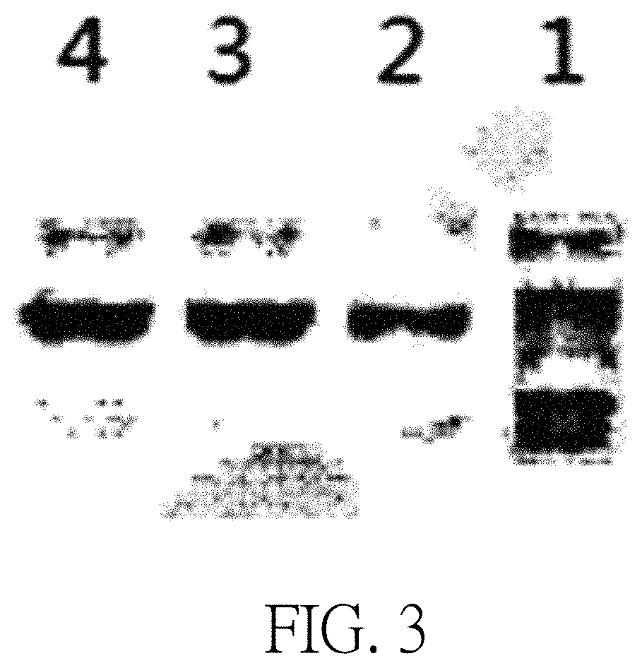 Hepatitis B treatment vaccine on the basis of inactivated, whole recombinant Hansenula polymorpha cells expressing HBsAg