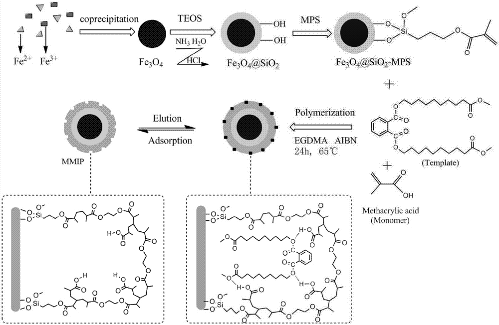 Preparation method as well as product and application of phthalate molecularly imprinted polymer