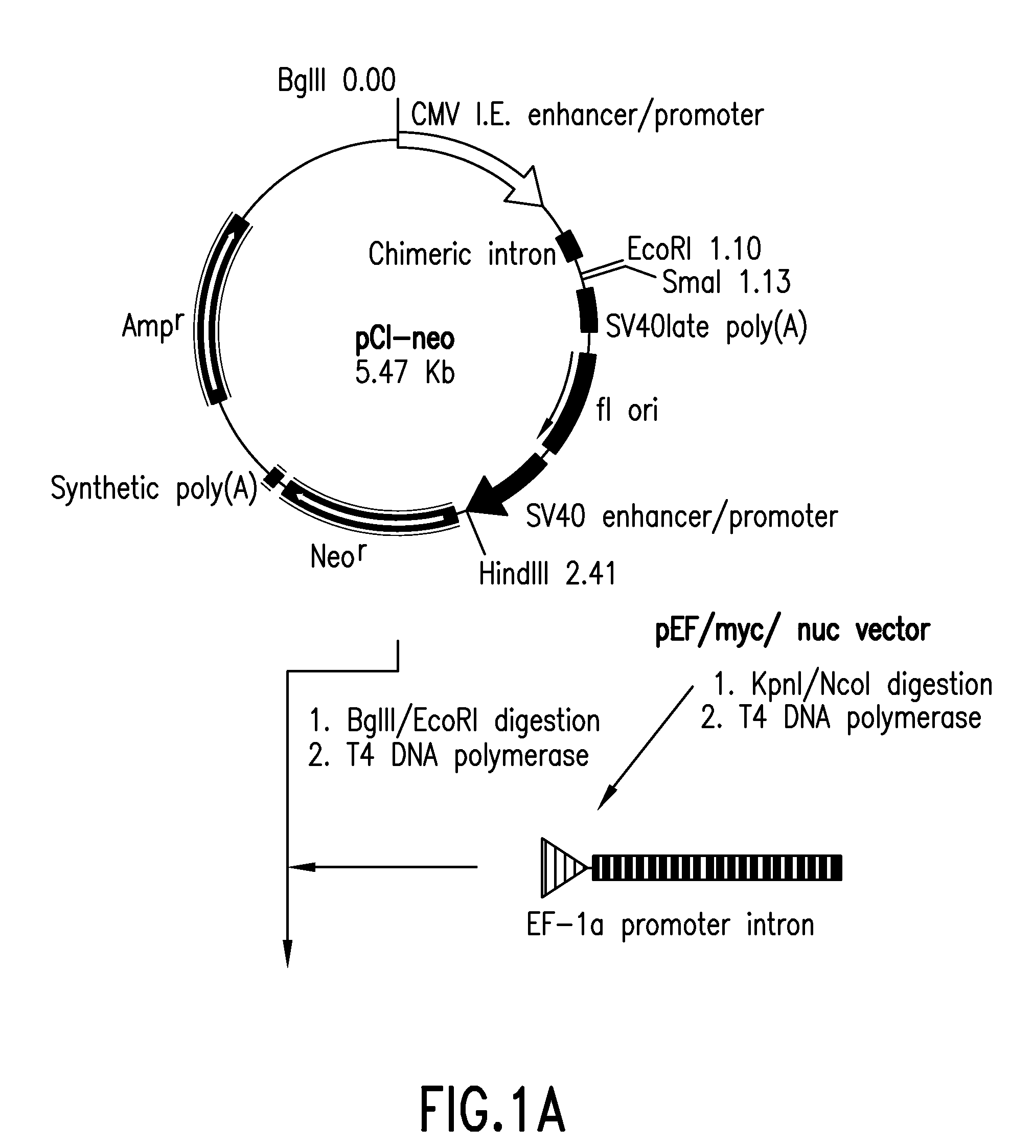 Method for Production of Recombinant Human FSH