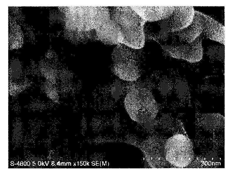 Method for preparing magnetic material taking leopard palm as matrix