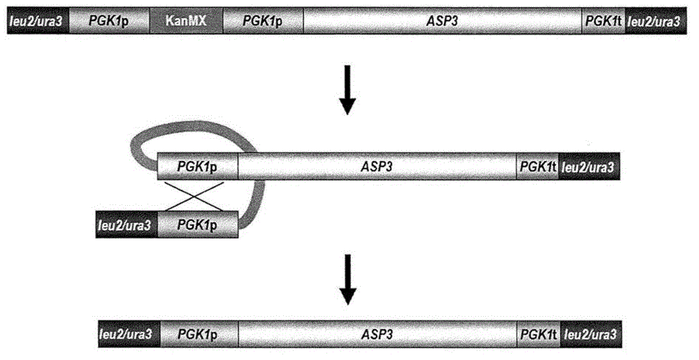 Functional enhancement of microorganisms to minimize production of acrylamide