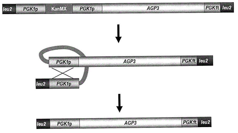 Functional enhancement of microorganisms to minimize production of acrylamide