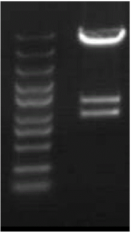 CEA antigen based DC cell and targeting immune cell population, and preparation method and application thereof