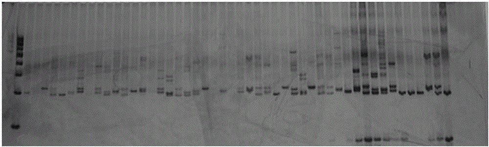 Molecular marker tightly linked to fiber fineness of ramie, obtaining method and application thereof