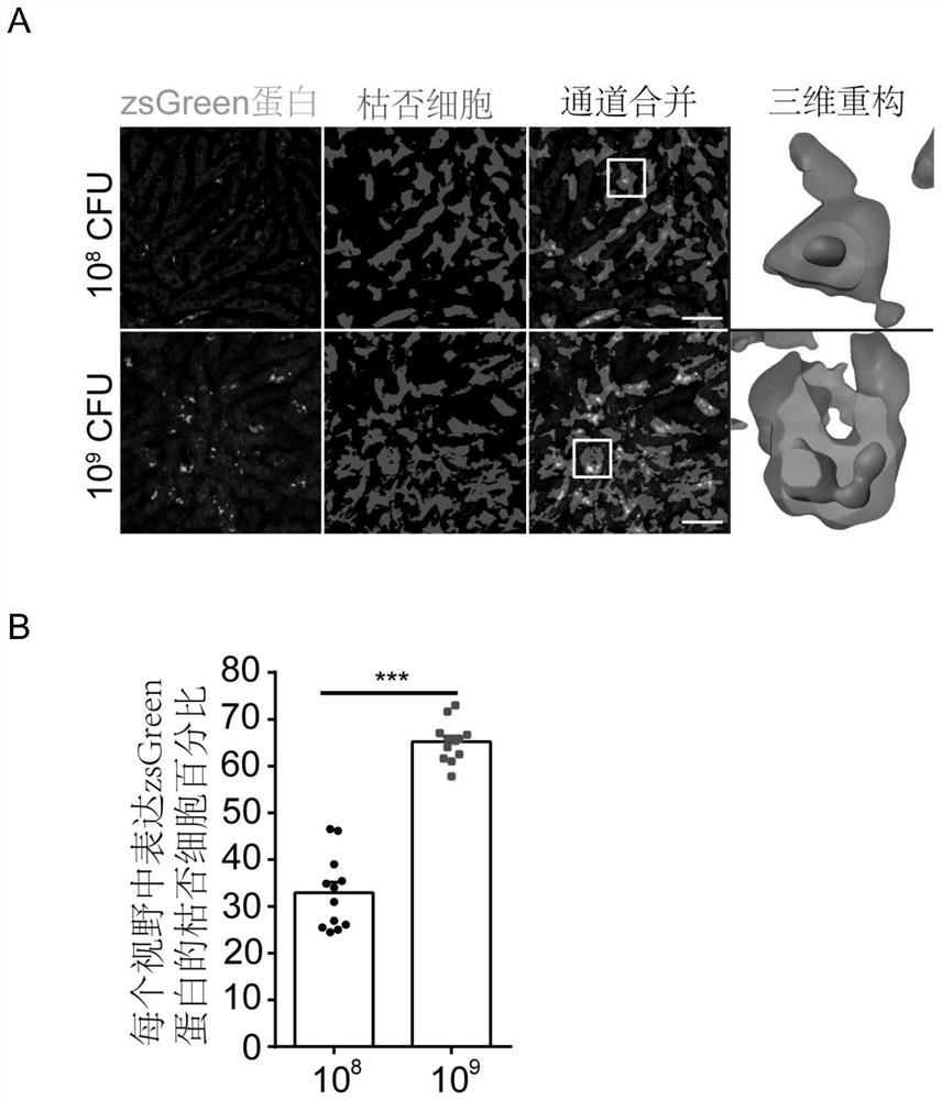 Pharmaceutical composition targeting kuptake cells for treating cancer