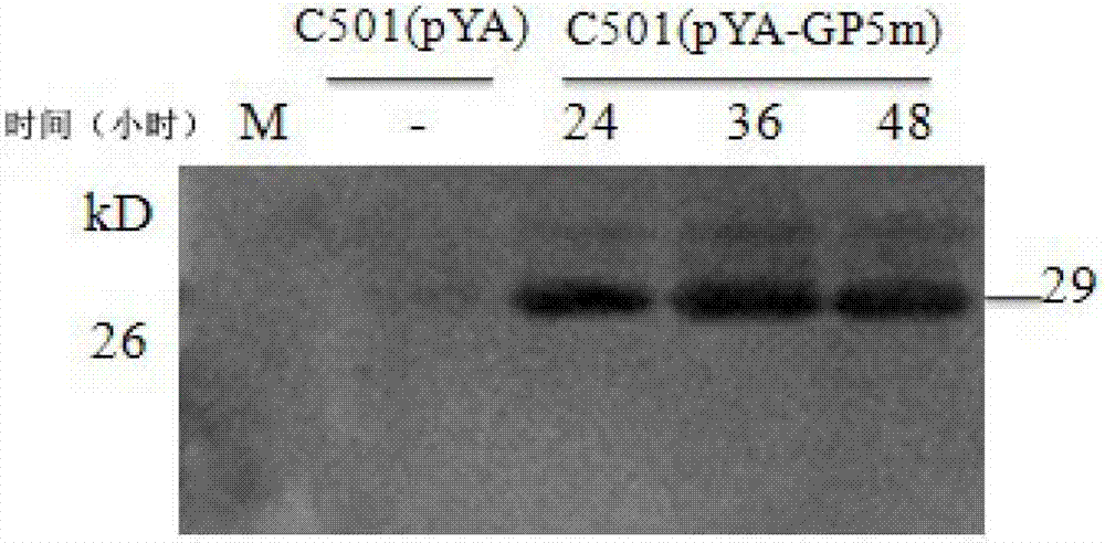 Gene recombined swine cholera salmonella choleraesuis vaccine for blue-ear disease and application thereof