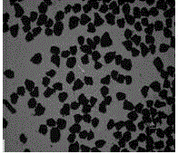 Fry floating ball feed and preparation method thereof