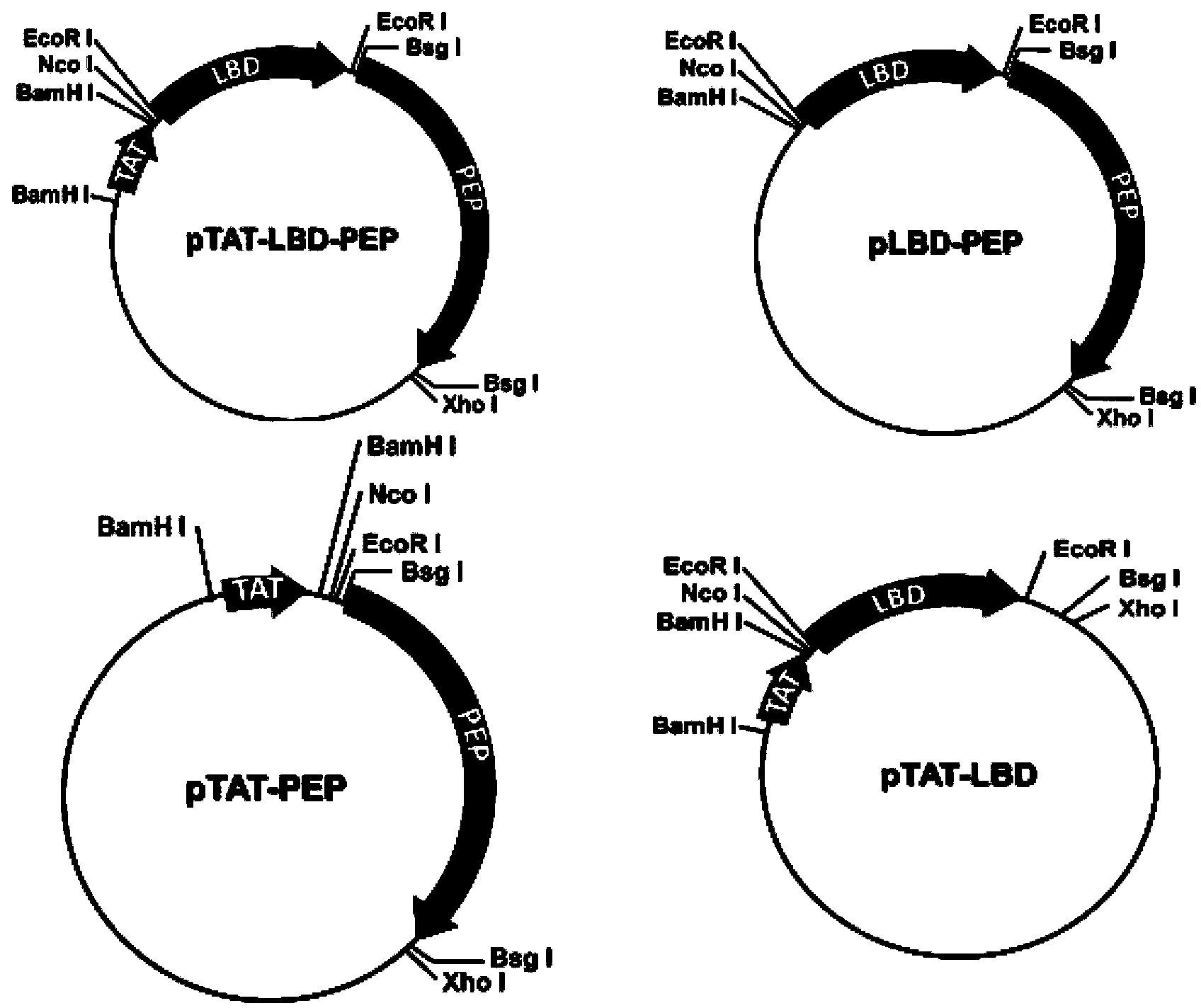 TAT-LBD-PEP fusion protein and application of TAT-LBD-PEP fusion protein in treatment of central nervous system lesion