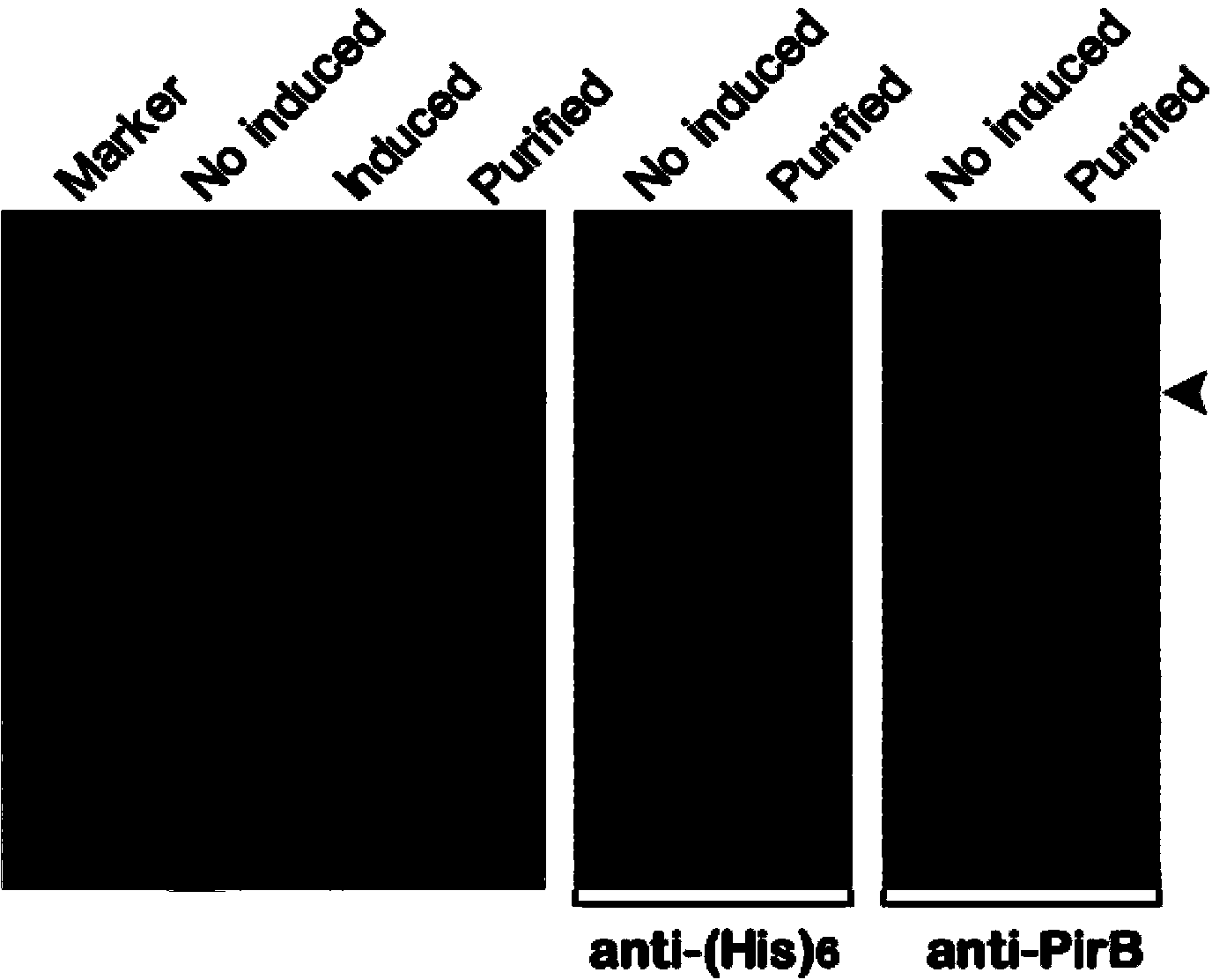 TAT-LBD-PEP fusion protein and application of TAT-LBD-PEP fusion protein in treatment of central nervous system lesion