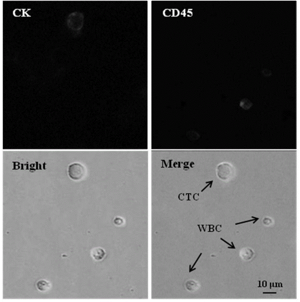 Simple single circulating tumor cell separation method and apparatus