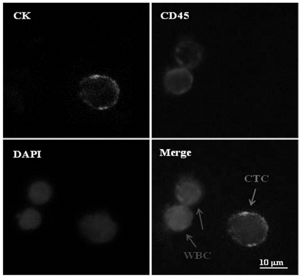 Simple single circulating tumor cell separation method and apparatus