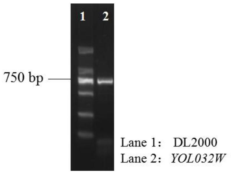 A multi-inhibitor stress-tolerant Saccharomyces cerevisiae and its preparation method and application