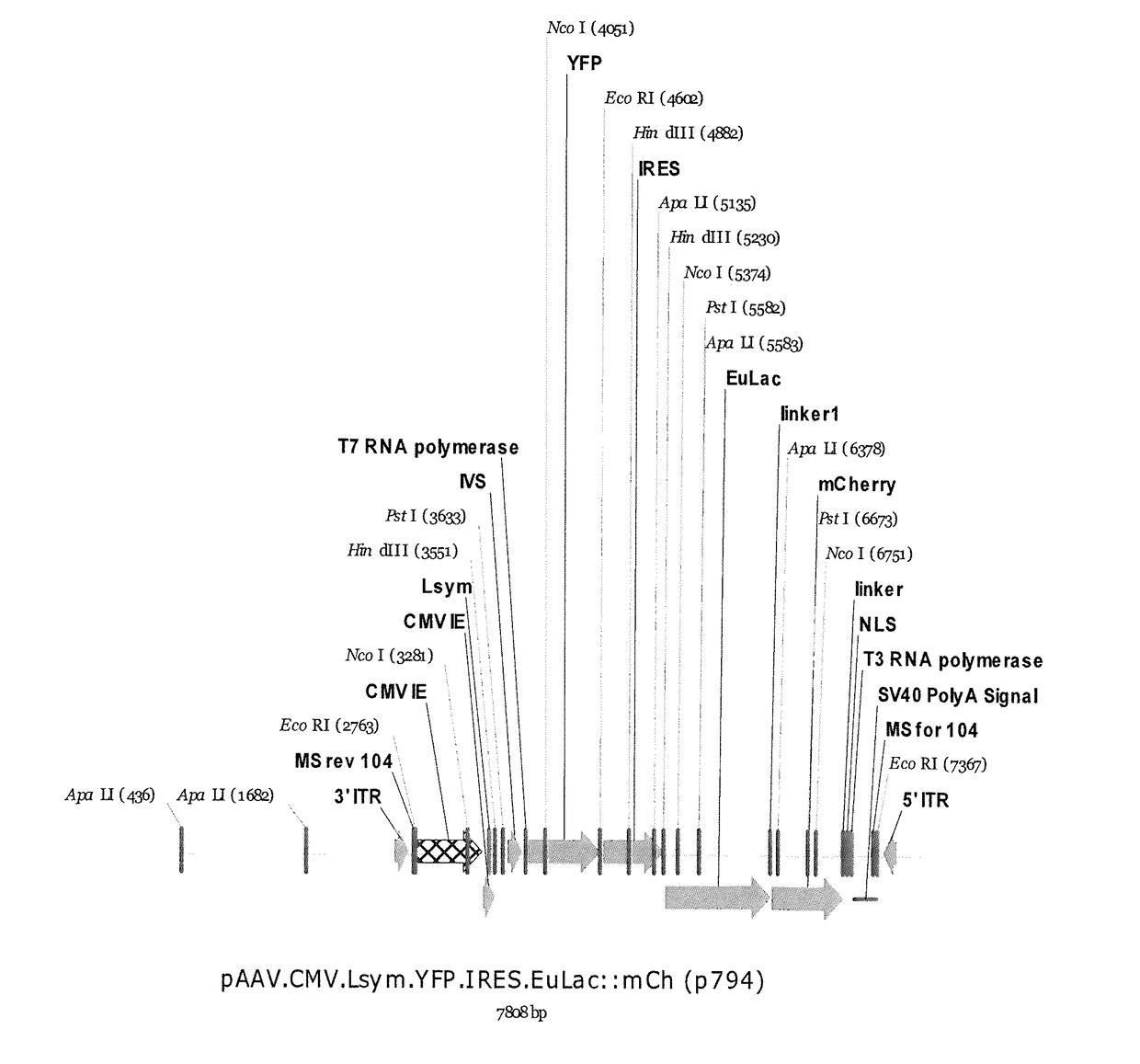 Compositions and methods for self-regulated inducible gene expression