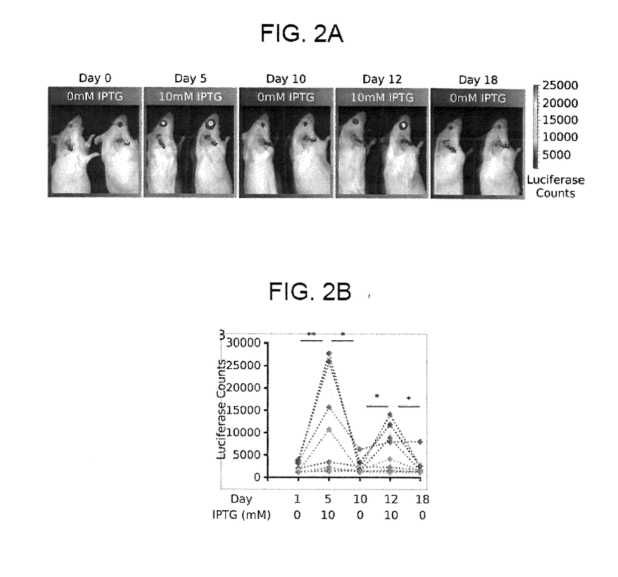 Compositions and methods for self-regulated inducible gene expression