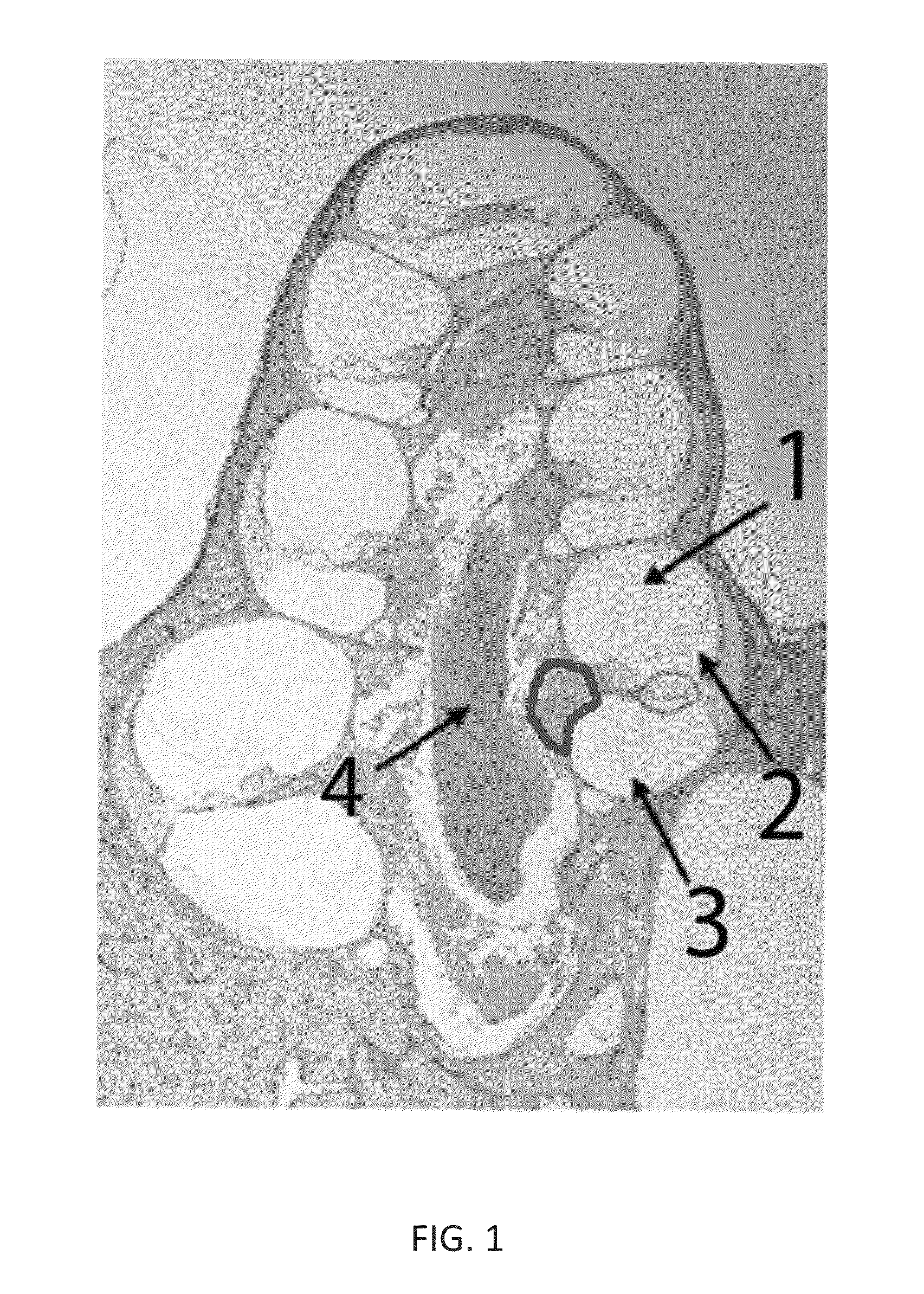 Local cochlear application of statins for stimulating neurite regrowth in the cochlea