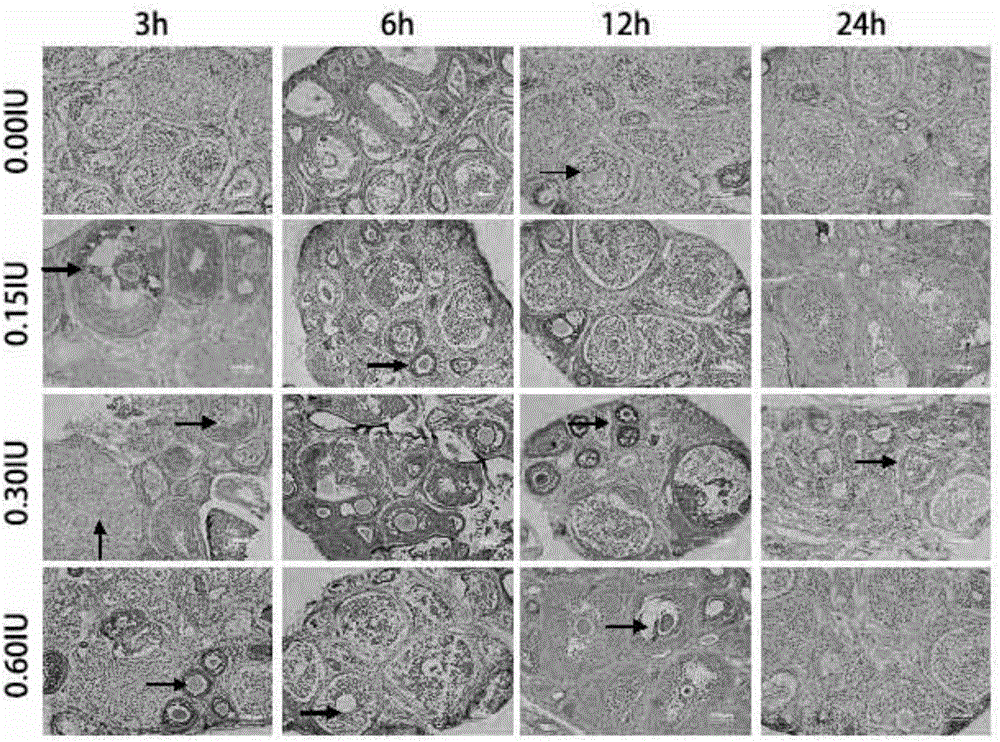 Ovary vitrification cryopreservation method under intervention of luteinizing hormone