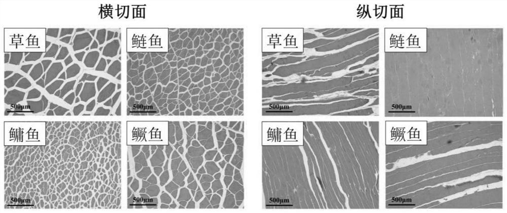 Method for promoting formation of fish meat and garlic clove meat based on gradient vacuum conditioning and application