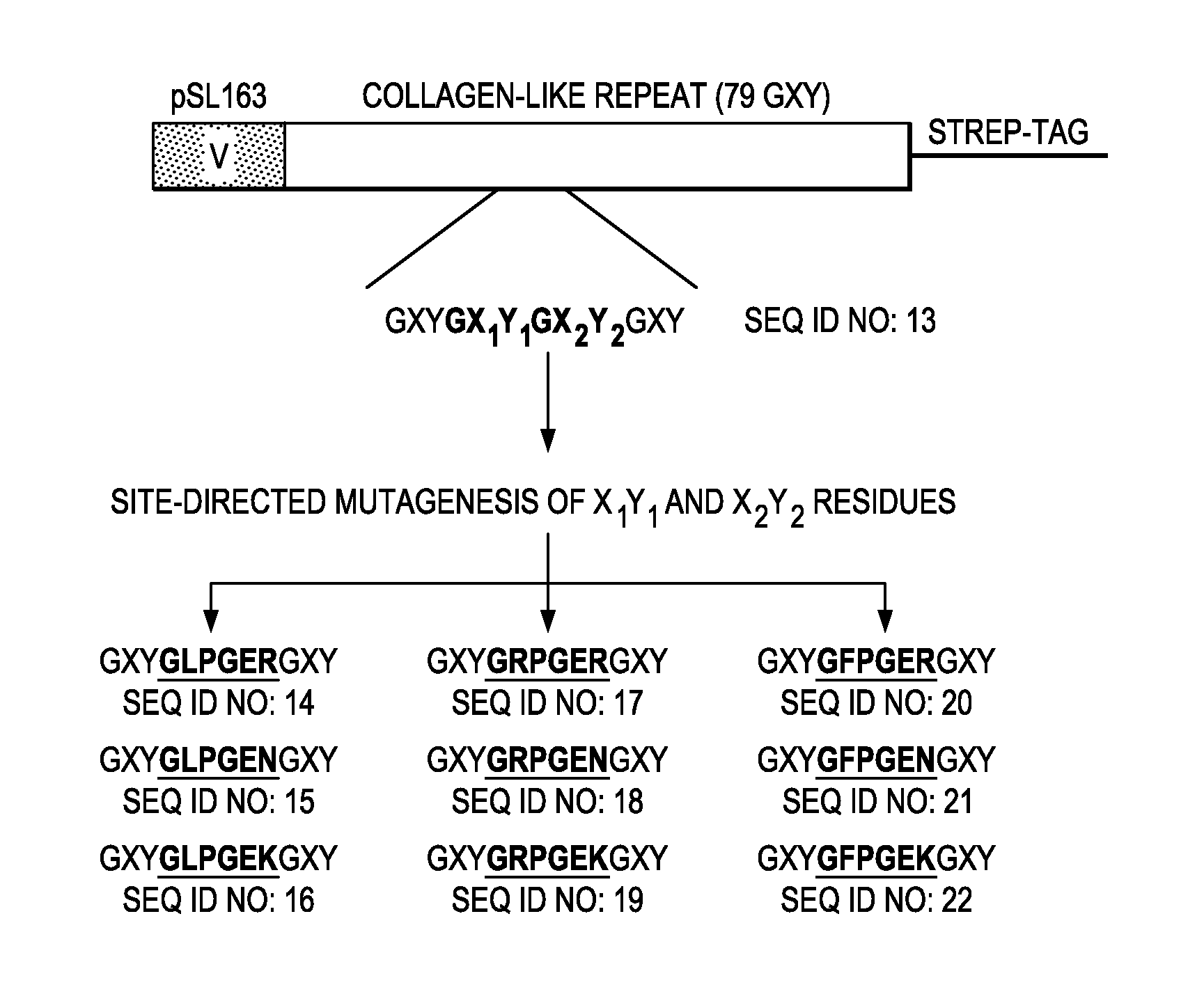 Designer collagens and use thereof