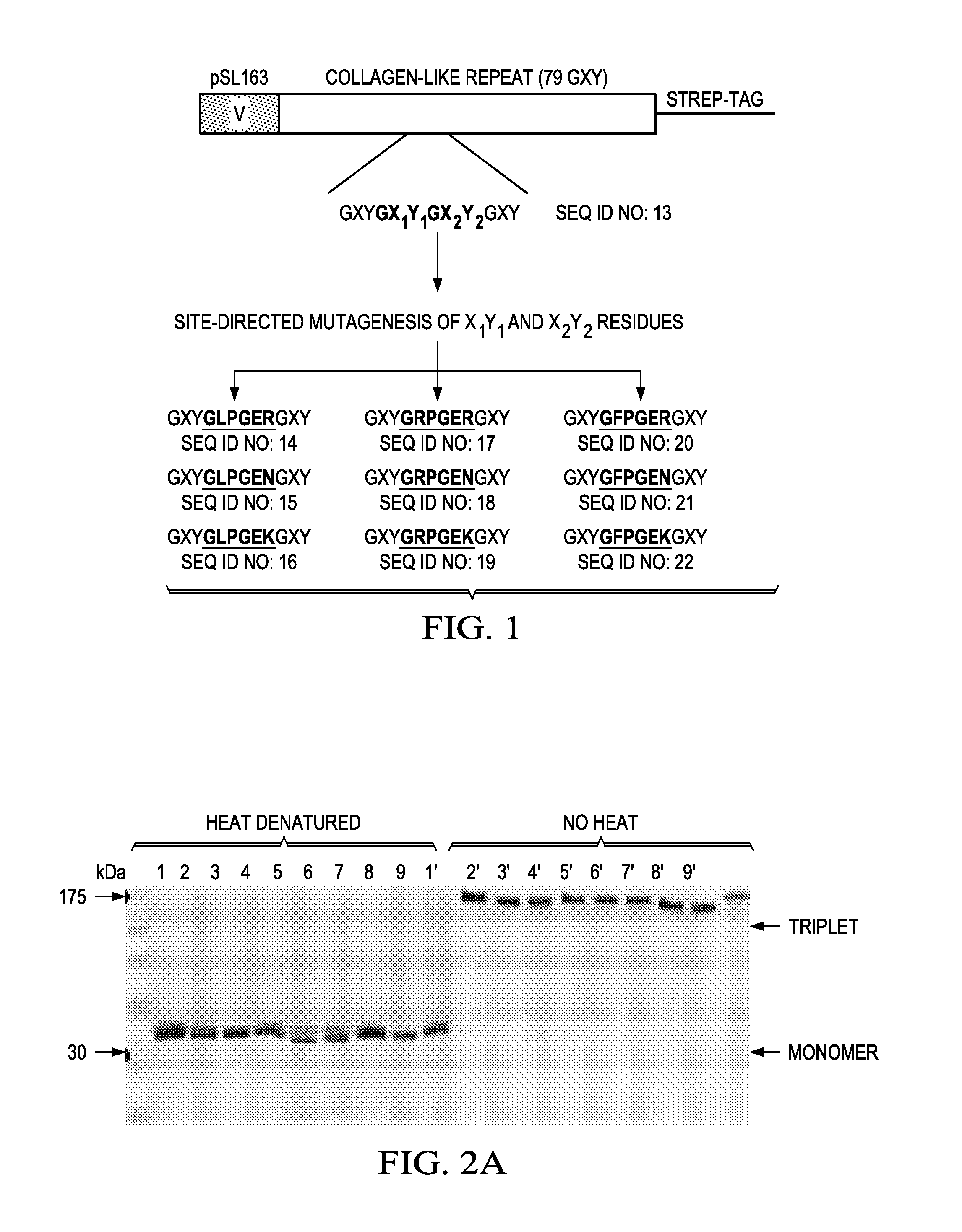 Designer collagens and use thereof