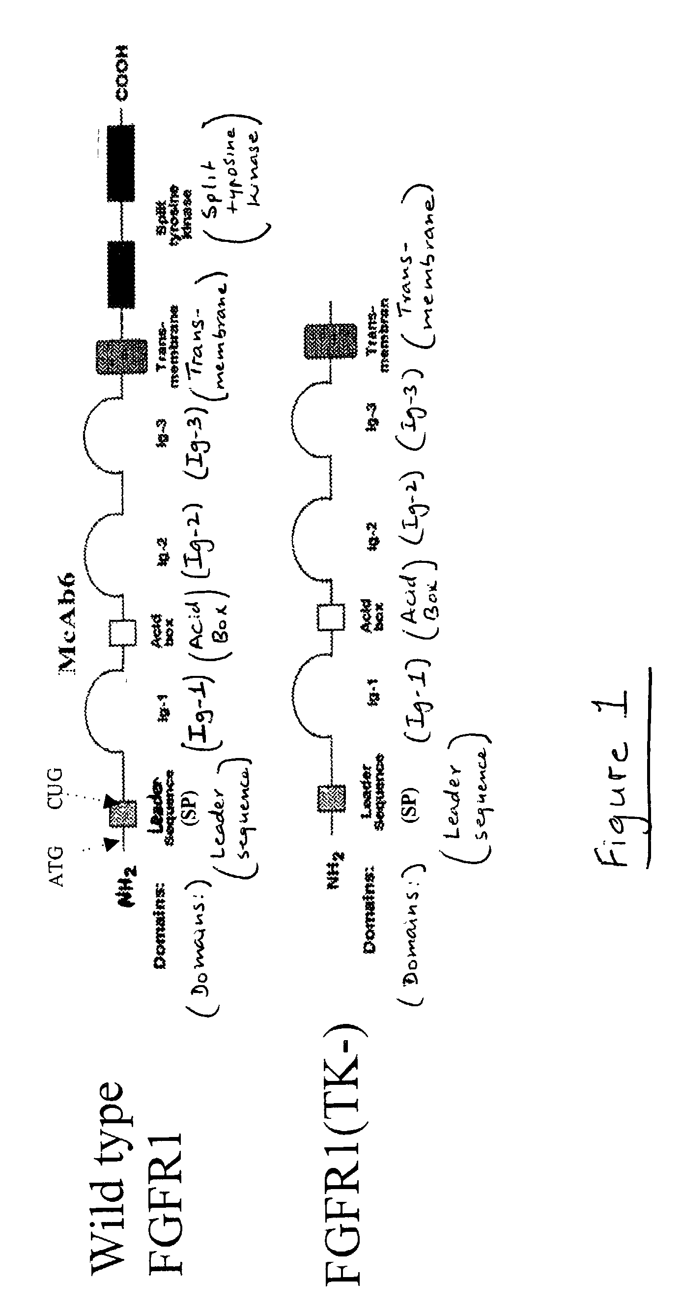 Animal model for parkinson's disease and method of making same