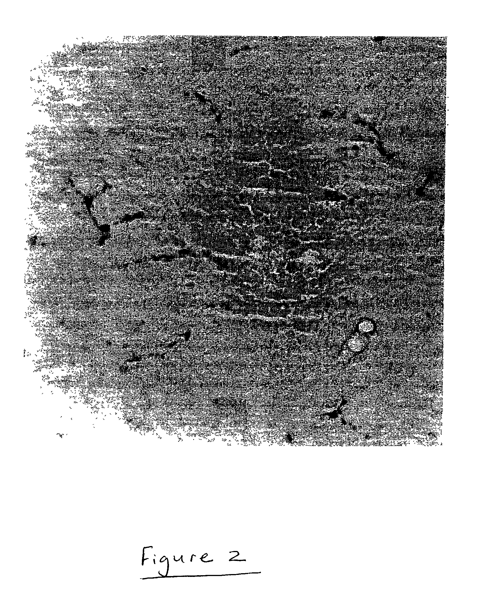 Animal model for parkinson's disease and method of making same