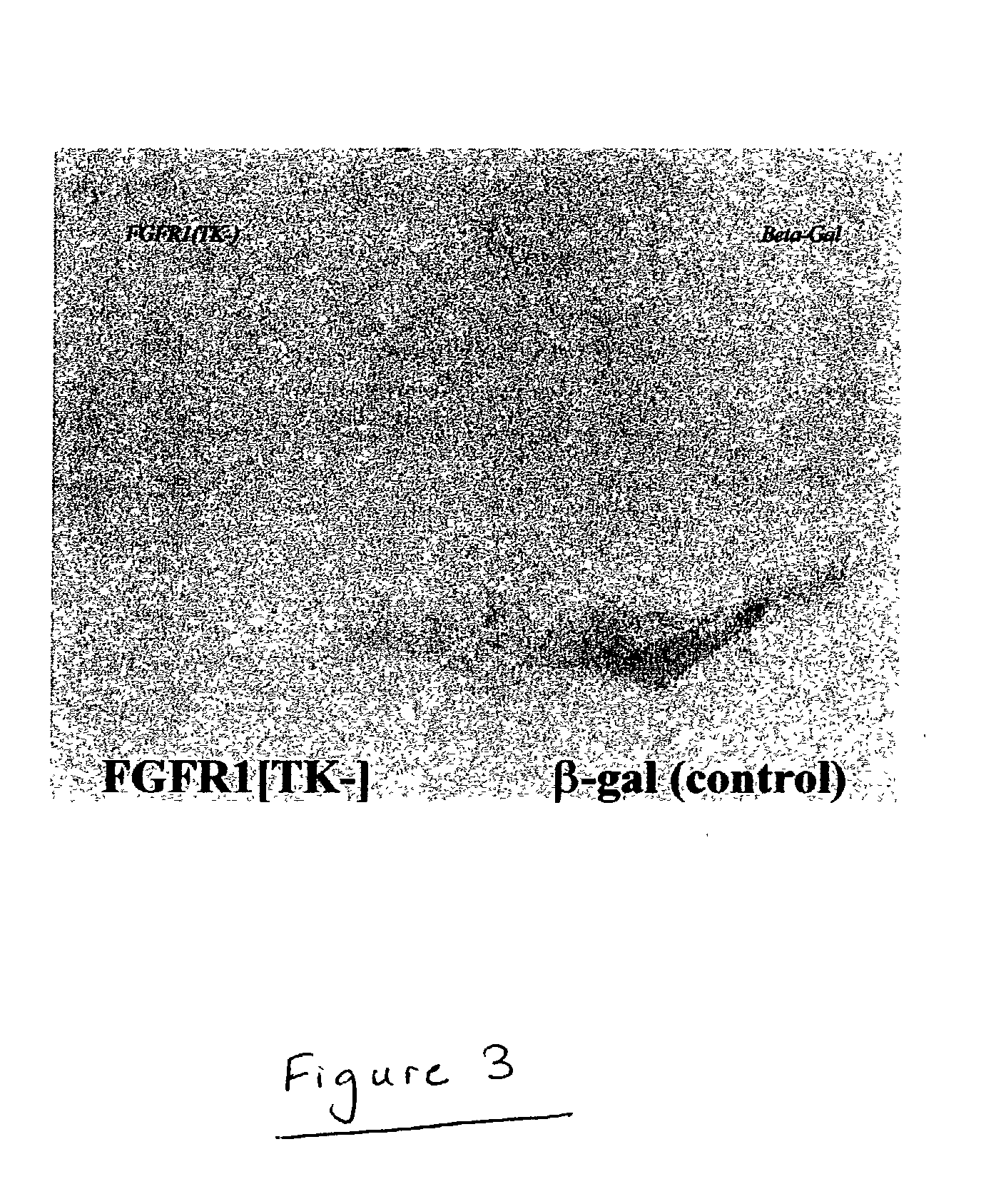 Animal model for parkinson's disease and method of making same