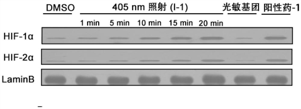 Prolyl hydroxylase small molecule photosensitive prodrug and its preparation method and application