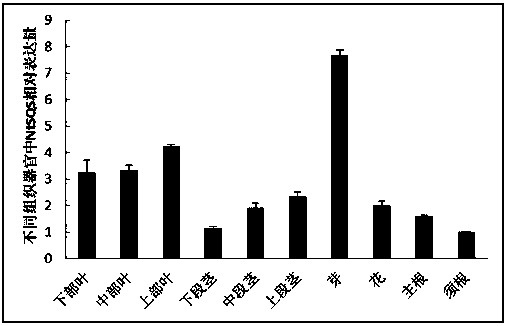 Tobacco squalene synthase?protein, tobacco squalene synthase?gene and application