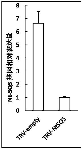 Tobacco squalene synthase?protein, tobacco squalene synthase?gene and application