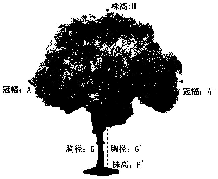 Construction acceptance method for tree and shrub plant specification in landscaping engineering