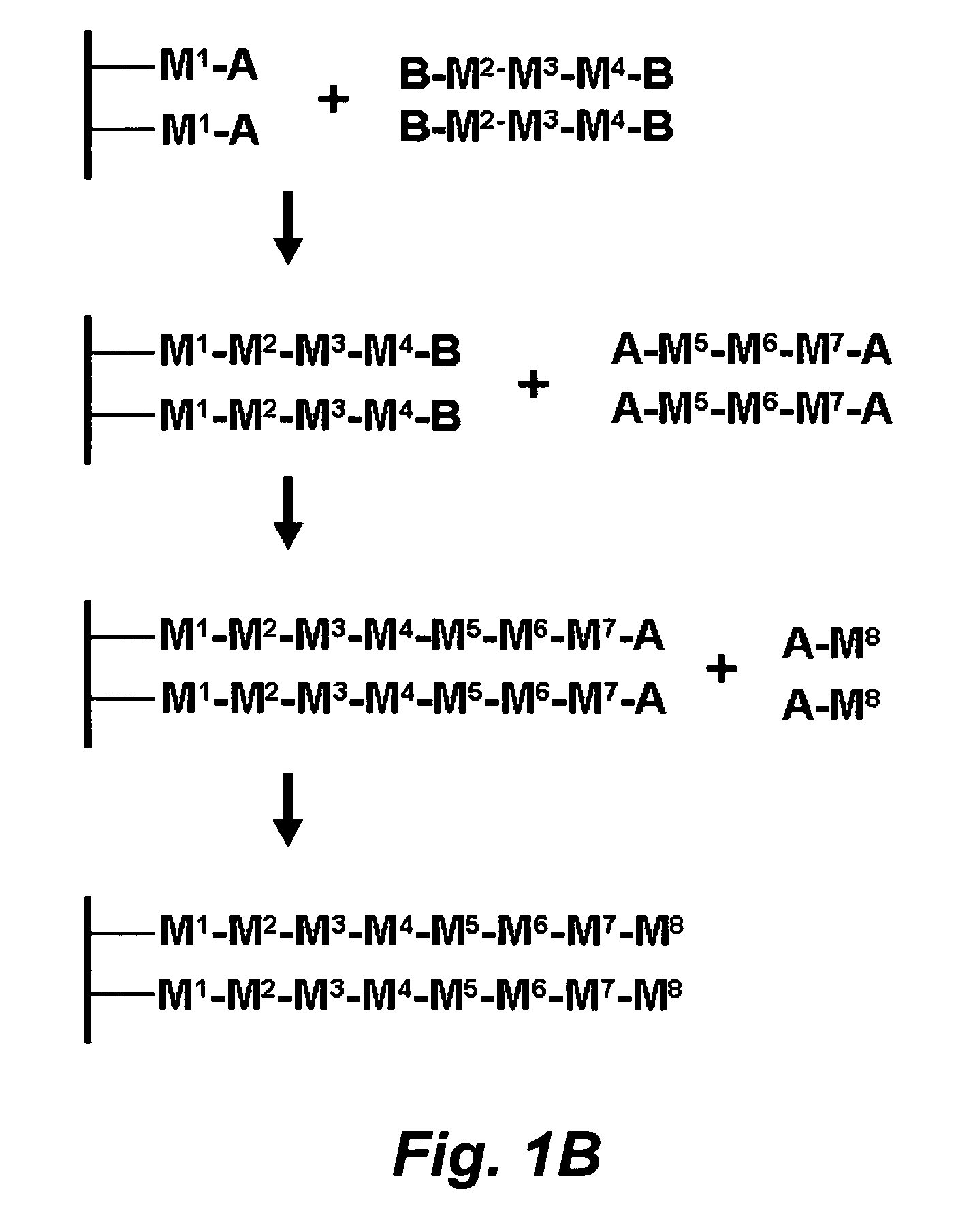 Stepwise growth of oligomeric redox-active molecules on a surface without the use of protecting groups