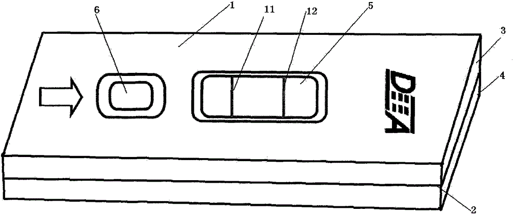 A detection test paper card for detecting Brucella bovis antibody by sandwich method