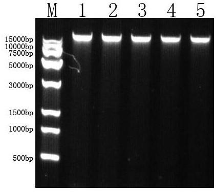 Reagent for extracting total DNA of lucid ganoderma and application of reagent