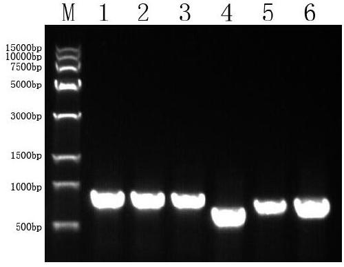 Reagent for extracting total DNA of lucid ganoderma and application of reagent