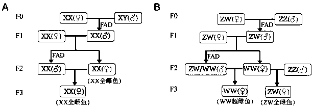 Specific molecular marker and primer for accurately identifying heredity of scatophagus argus