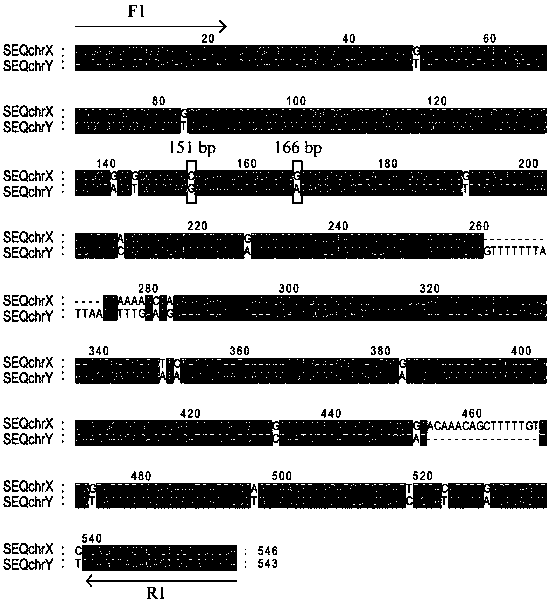 Specific molecular marker and primer for accurately identifying heredity of scatophagus argus