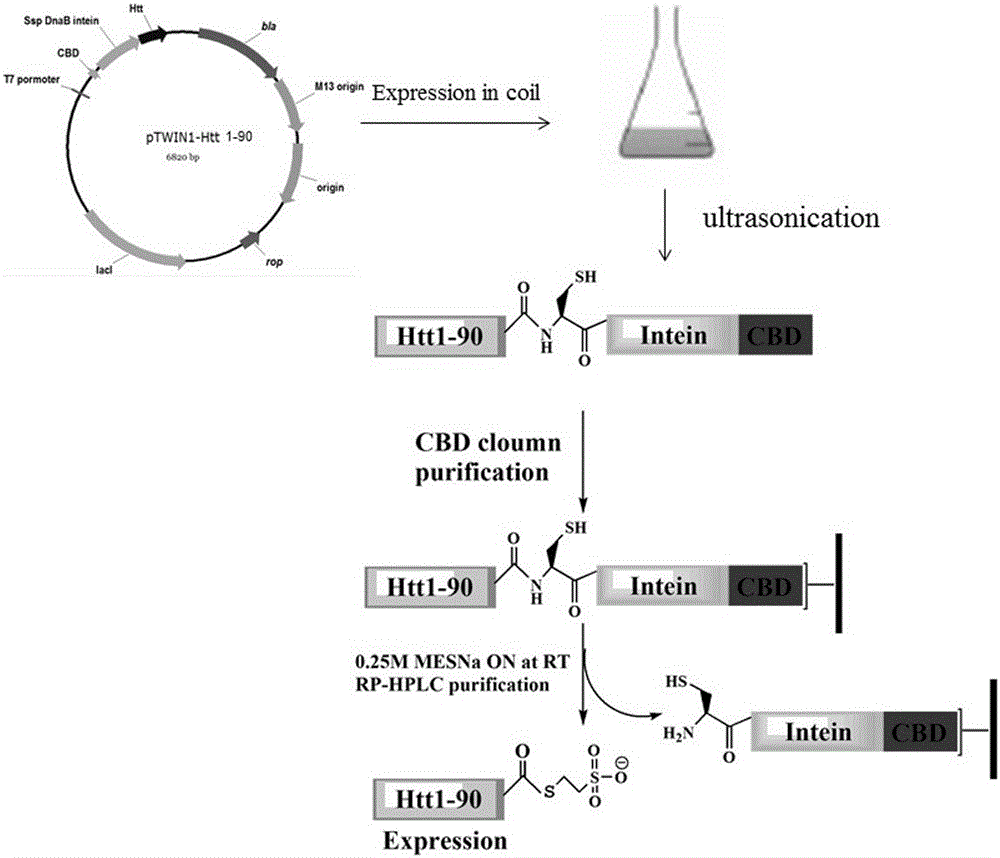 Phosphorylation modification method of huntingtin protein