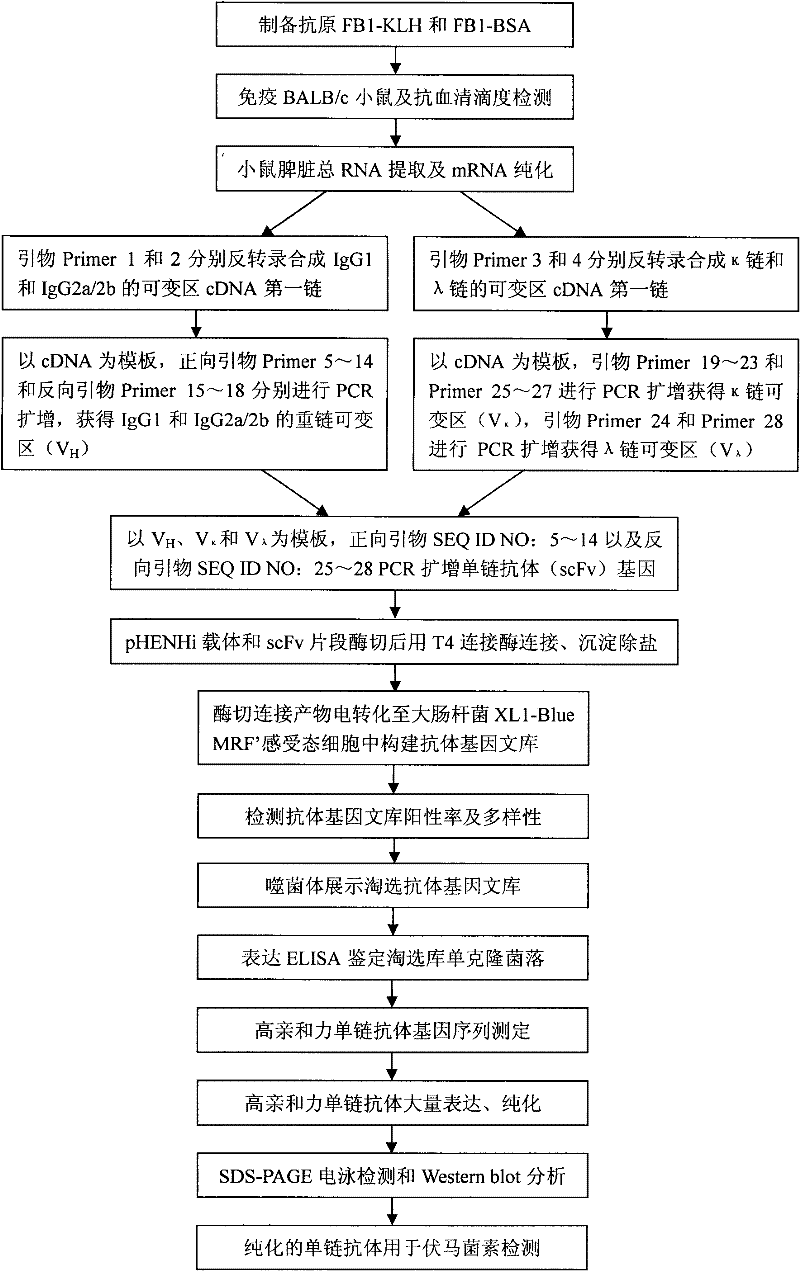 Screening and application of single-chain antibody against fumonisin