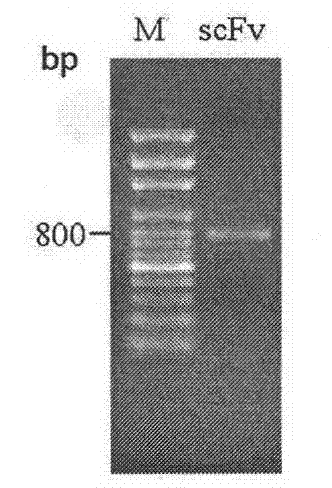 Screening and application of single-chain antibody against fumonisin