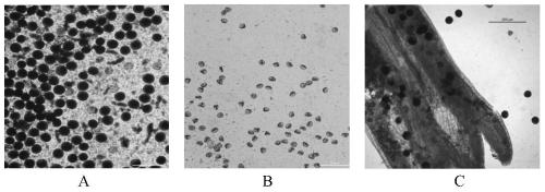 Molecular marker related to photoperiod and thermo-sensitive genic male sterile phenotype of rice and application