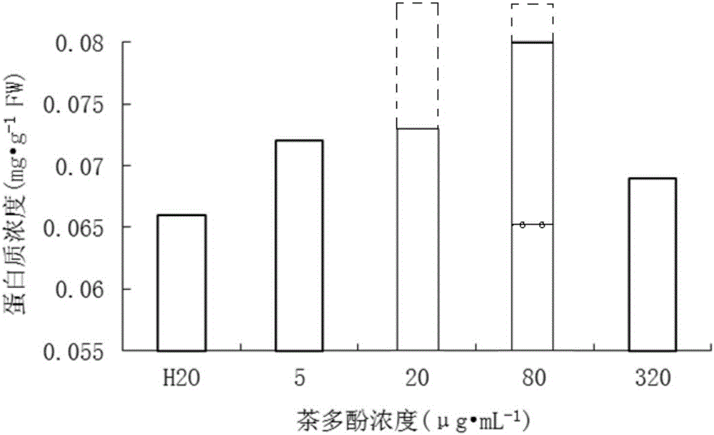 Novel application of tea polyphenol for promoting corn seed germination under heavy metal stress, seed soaking liquid and germination method