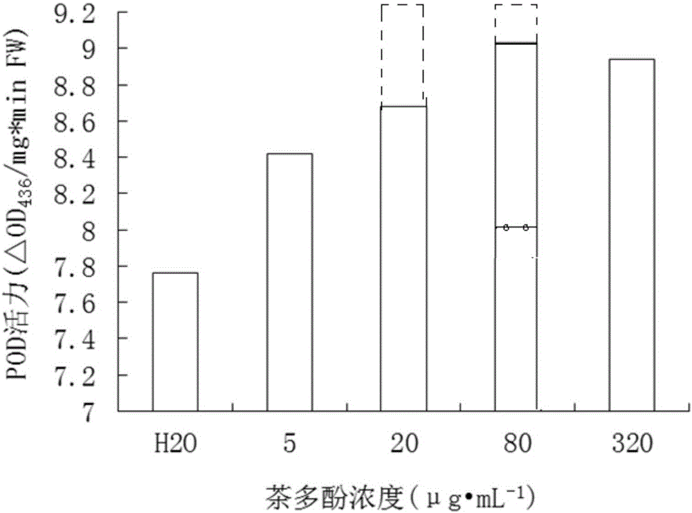 Novel application of tea polyphenol for promoting corn seed germination under heavy metal stress, seed soaking liquid and germination method